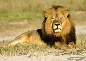 Cecil, the lion.