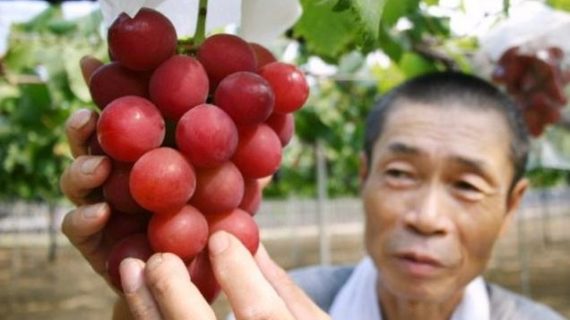 Fruit-topia: Grapes fetch $10,900 at Japan auction Fruit-topia: Grapes fetch $10,900 at Japan auction