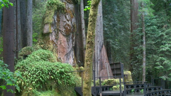 Powell email: Super-elite Bohemian Grove conclave opposed Trump Powell email: Super-elite Bohemian Grove conclave opposed Trump