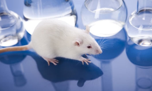 Report: Taxpayers funding animal tests for homemade abortions