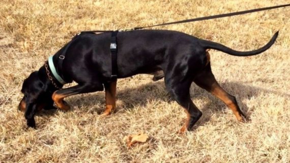 Report: Tracking dogs strangled during police chase of illegal aliens in Texas