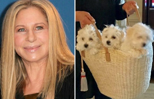 Dog days: Streisand flies her pooches on private jet to see her sing in London
