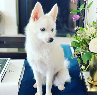 Liberals erupt after Ivanka Trump gave her daughter a white dog