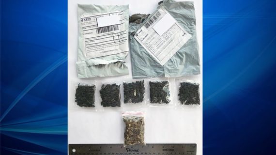 What’s the deal with mystery seeds Americans are getting in the mail from China? What’s the deal with mystery seeds Americans are getting in the mail from China?