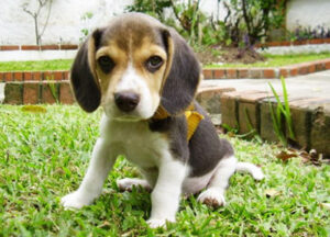 Congress investigating NIH experiments that injected puppies with cocaine
