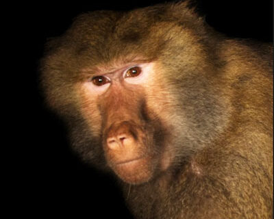 Transgender monkeys: A taxpayer-funded priority for Fauci’s NIAID Transgender monkeys: A taxpayer-funded priority for Fauci’s NIAID