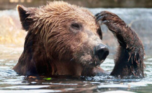Romulus Report: Watching for a life changing opportunity — the end of the bear market