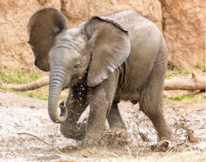 Report: Vaccinated animals at zoos worldwide are ‘dying suddenly’