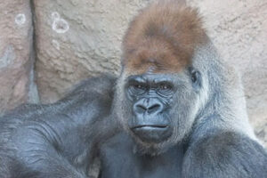 St. Louis zoo gorilla ‘Little Joe’, who had two Covid shots, dies of heart attack