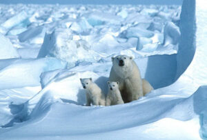 This just in: Data show Arctic ice 26% larger than in 2012