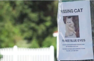 GREATEST HITS, 6 — Report: 16 pet cats disappear in Bangor … which just had an influx of Haitian migrants