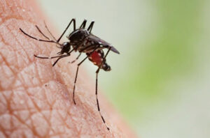 Scientists sound alarm on Bill Gates-advocated use of mosquitoes to vaccinate humans