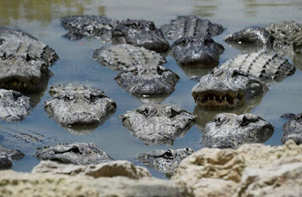 Homeland Security building ‘Alligator Alcatraz’ in Florida to hold illegals Homeland Security building ‘Alligator Alcatraz’ in Florida to hold illegals