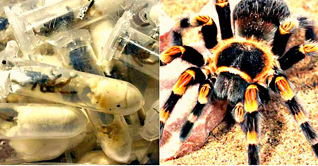1,500 spiders in sponge cake boxes seized by German customs
