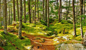 Canadians in Nova Scotia banned from hiking in the woods