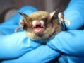 ‘Wuhan West’: Seriously? It’s 2025, and Colorado bat lab gets new funding from U.S. taxpayers