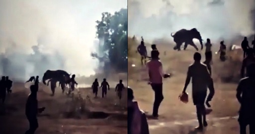 Rampaging elephant kills 22 people in eastern India