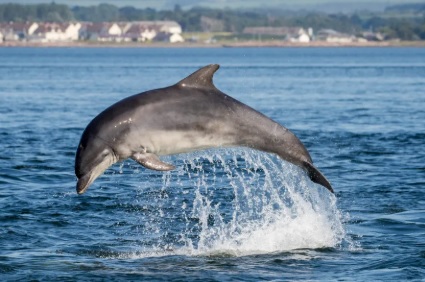 Iran to deploy kamikaze dolphins against U.S. ships? Trump agrees to ‘guide ships out of the Strait’