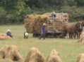 Amish exodus from New York over vaccine mandate?